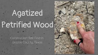 I Found Colorful Agatized Petrified Wood from Construction Site | Brazos County, Texas