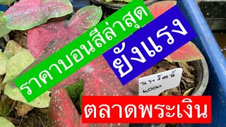 บอนสีตลาดพระเงิน อ บางใหญ่ จ นนทบุรีราคาก็ยังแรงอยู่นะ 23 พ ย 64