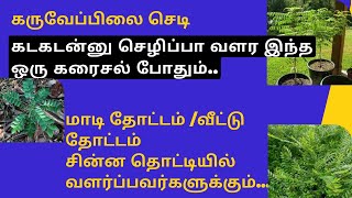 கறிவேப்பிலை செடி கடகடன்னு செளிப்பா வளர இந்த ஒரு கரைசல் போதும் | curry leaves growing tips in Tamil