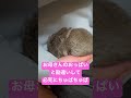 お母さんと間違えて必死にちゅぱちゅぱする赤ちゃんうさぎが可愛すぎる