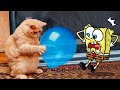 Funny Dogs And Cats Videos 2024 😅 - Best Funniest Animal Videos Of The week | Woa Doodland