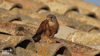 Lesser kestrel / cernícalo primilla (Falco naumanni)