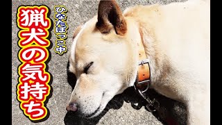 【猟犬】猟犬の気持ち！のんびり日向ぼっこ編！