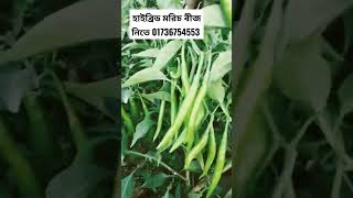 হাইব্রিড মরিচের বীজ নিতে 01736754553