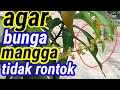 Cara merawat pohon mangga yang sedang berbunga di dalam pot