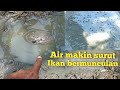 Tak disangka masih Nemu banyak ikan gabus disini saat sungai semakin mengering