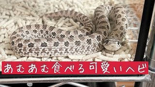 【爬虫類飼育】あむあむ食べる可愛いヘビ#セイブシシバナヘビ