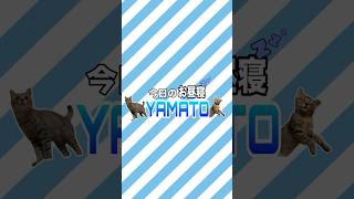 【今日のお昼寝YAMATO】ソファーでお昼寝 #猫 #猫動画 #猫のいる暮らし #cat