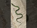 Snake video