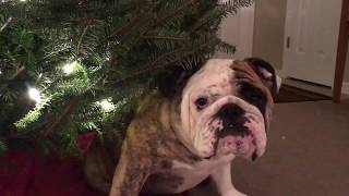 Bulldog Doesn't Want Christmas To End