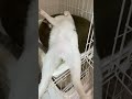 豪快なへそ天で飼い主を誘惑する猫ちゃん