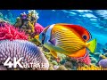 DREAM AQUARIUM 4K - Marvel at Sea Animal in The Best Aquarium 🐠 Colors of Nature 4K