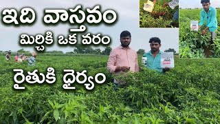 మిర్చితోటకు ఒక వరం అవనిశుద్ధి,ఇది వాస్తవం|best result of avanisudhi in mirchi crop|ఆళ్లగడ్డ రైతు కథ