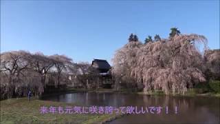 安養寺 枝垂れ桜　NO1