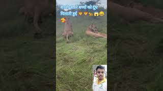 शेरनी अपने बच्चों को दूध पिलाते हुए | Lioness with their baby#song #funny #lion #shorts #dj #comedy