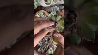 How to fix a drying Laxmi kamal succulent #gardeningaesthetics #succulentcare #shorts