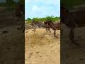 #donkey #animals #petvideos #cute #funnyanimals #pets