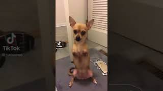 turboroo | Animals Pets TikTok |