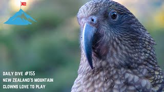 Daily Dive # 155 | New Zealand's Mountain Clowns Love to Play