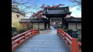 20231131京都賞楓 平等寺貓寺廟 今宮神社 高台寺 #京都賞楓 #平等寺貓寺廟 #今宮神社 #高台寺