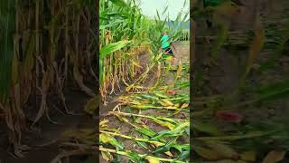 Skill tingkat dewa memanen jagung dengan sangat cepat #shorts