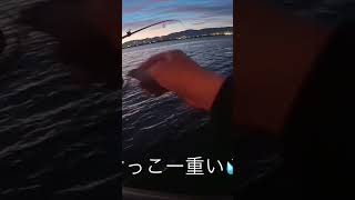 神戸空港アジング #fishing #アジング