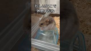 珍しいとこで休憩するハムスター（ピク）#ハムスター #かわいい#癒し#休憩中#hamsters #cute #手乗りハムスター