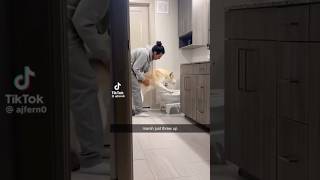 IS THIS A CRY FOR HELP?!! #trending #uk #funny #memes #comedy #reaction #usa #tiktok #shorts #dog