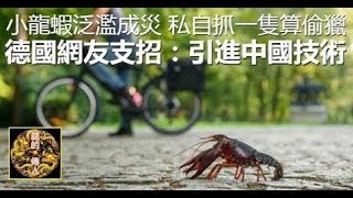 小龍蝦泛濫成災，私自抓一隻算偷獵，德國網友支招：引進中國技術