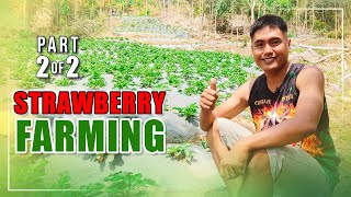 AMAZING STRAWBERRY FARMING | UMABOT SA 30K ANG INCOME SA ILANG ARAW NA OPERATION NG STRAWBERRY FARM