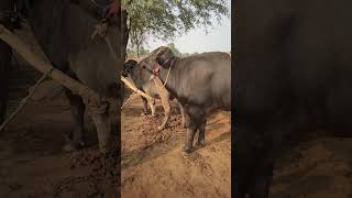 इस तरह सजनी सताना छोड़ दे || #shorts #shortsvideo #youtubeshorts #2025 #animals