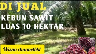 DI JUAL KEBUN SAWIT 10 HEKTAR, @wisnuchannelbkl