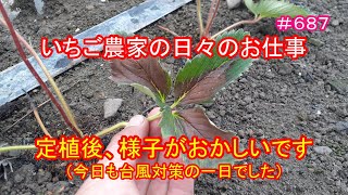 定植後、様子がおかしいです（今日も台風対策の一日でした）　いちご農家の日々のお仕事　＃６８７