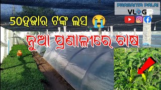 ନୁଆ ପ୍ରଣାଳୀରେ ଚାଷ ||50ହଜାର ଟଙ୍କା ଲସ || Modern Farming || Prasanta Palai Vlogs