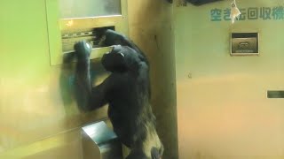 自動販売機にかけた青春　サクラ散る　多摩動物公園　チンパンジー　４K(Gorilla,Orautatan,Chimpanzee,Animal,Zoo)