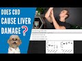 Does CBD Cause Liver Damage?