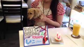 犬 ケーキわんちゃん お誕生日ケーキ しょこちゃん２才ワンバナでお祝いです