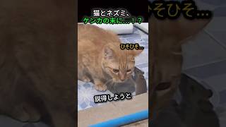 猫とネズミ、ケンカの末に…！？  #ショート #動物