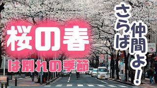 「記念動画」桜の季節～1人の仲間が新たな旅に～#桜#春#お別れ#中国