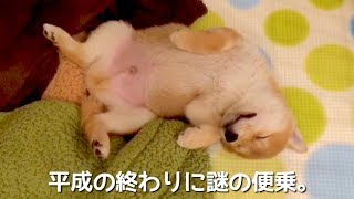 平成も終わるし柴犬こてつ君の子犬時代を見て欲しい。