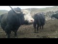 very strong yak and mountain cow meet and try second time part no 6 animals earth