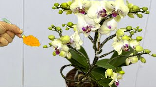 Very easy, few people know! It immediately makes orchids bloom and root all year round