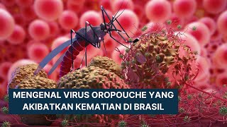 Waspada Virus Oropouche yang Picu Kematian Warga Brasil, Seberapa Bahaya ? #virusoropouche #virus