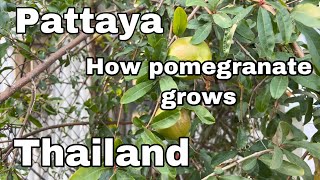 How pomegranate grows Pattaya Thailand