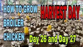 HOW TO GROW BROILER CHICKEN Day 26 and Day 27 HARVEST DAY