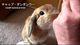 うさぎの言葉シリーズ　「もう、いらん!!」　(チャップ・ダンダンウー)　Linguistic series of rabbit　(No, thank you)