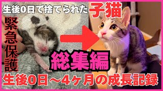 【総集編】生後0日で捨てられていた子猫を緊急保護してから4ヶ月間の成長記録