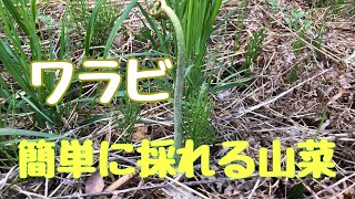 【春の山菜】今が旬のワラビ、誰でも簡単に採れます。