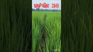 paddy X-8 #agricultural  #farming  new seed paddy x 8 #farming #supercrops