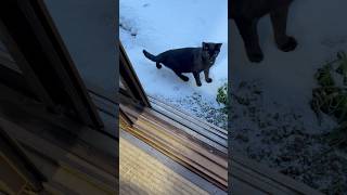 ネコと子ネコとおじさん　プチ家出中のクロ赤ニャン‼️ #shorts #snow #blackcat #猫 #cat #cats #赤ニャン #猫のいる暮らし